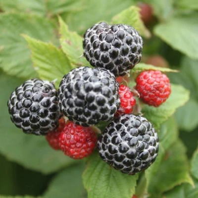 Саженцы малины Кумберленд