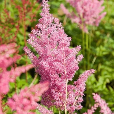 Астильба РЕЙНЛЕНД японская в Твери