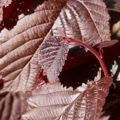 Фундук СИРЕНА в Твери