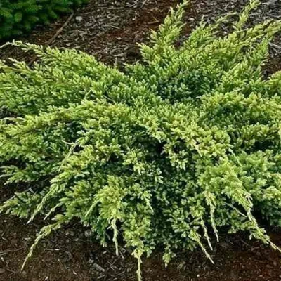 Можжевельник ДРИМ ДЖОЙ чешуйчатый в Твери
