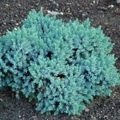 Можжевельник БЛЮ СТАР чешуйчатый в Твери