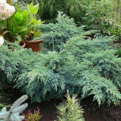 Можжевельник БЛЮ ШВЕД (СВИД) чешуйчатый в Твери