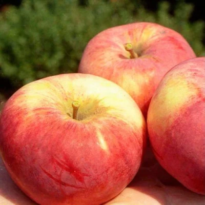 Яблоня ОРЛОВИМ в Твери