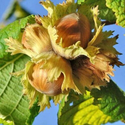 Фундук ТОНДА РОМАНА в Твери