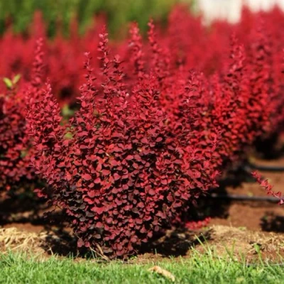 Барбарис ОРАНЖ РОКЕТ тунберга в Твери