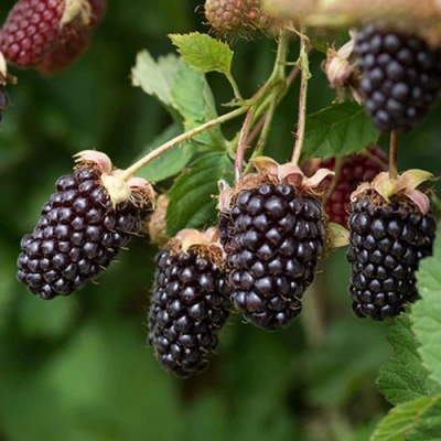 Ежемалина БОЙСЕНБЕРРИ в Твери