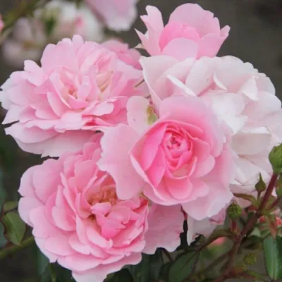 Роза БОНИКА флорибунда в Твери