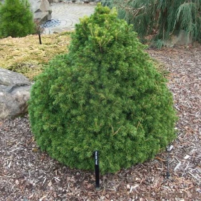 Ель ТОМПА обыкновенная в Твери