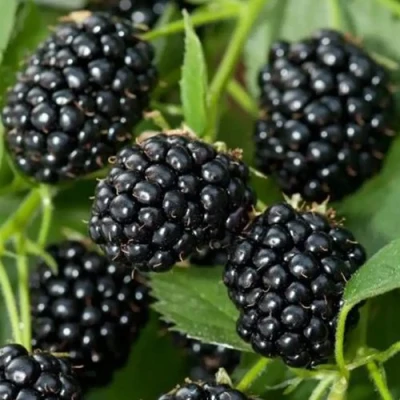 Ежевика ТРИПЛ КРАУН бесшипная в Твери