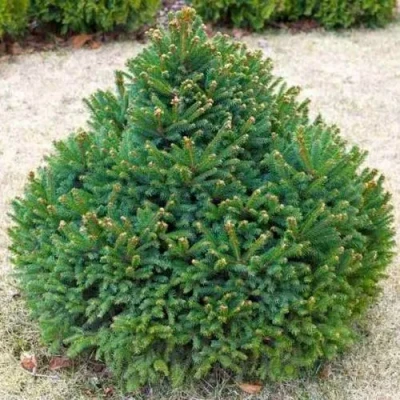 Ель БАРРИ обыкновенная в Твери