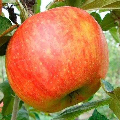 Яблоня ЦЕЛЕСТЕ в Твери