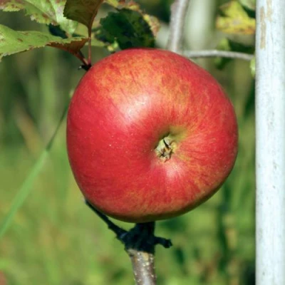 Яблоня ДЫЯМЕНТ в Твери