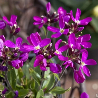 Арабис РОУЗ делайт в Твери