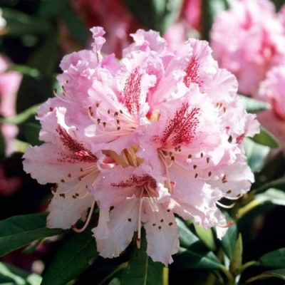 Рододендрон ЧИР в Твери