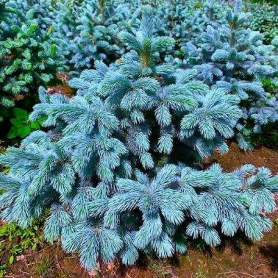 Ель СУПЕР БЛЮ СИДЛИНГ колючая в Твери