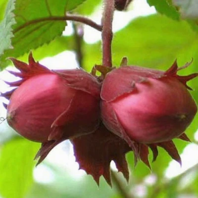 Фундук АЙВЕНГО в Твери