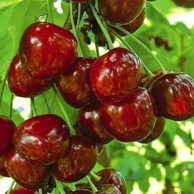 Черешня БУРЛАТ в Твери