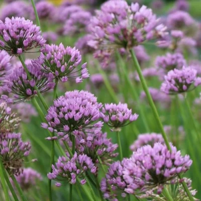 Лук угловатый в Твери