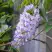 Глициния макростахия БЛЮ МУН в Твери