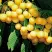 Черешня ДРОГАНА ЖЁЛТАЯ в Твери
