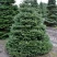 Пихта корейская  в Твери