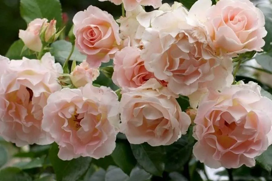 Обновление ассортимента саженцев роз шраб: новые сорта для идеального сада Обновление ассортимента саженцев роз шраб: новые сорта для идеального сада