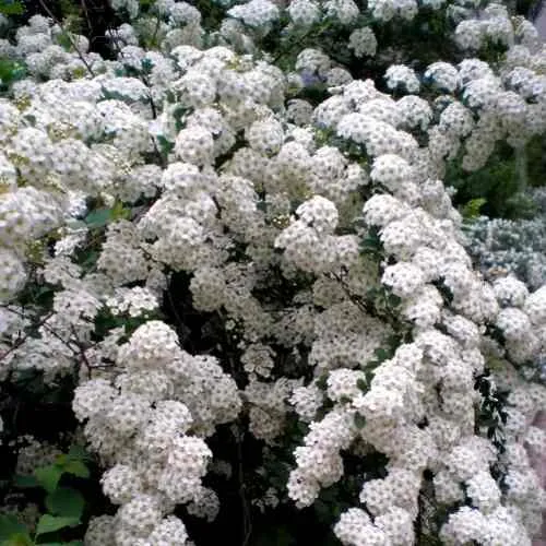 Спирея ВАНГУТТА  Спирея ВАНГУТТА в Твери