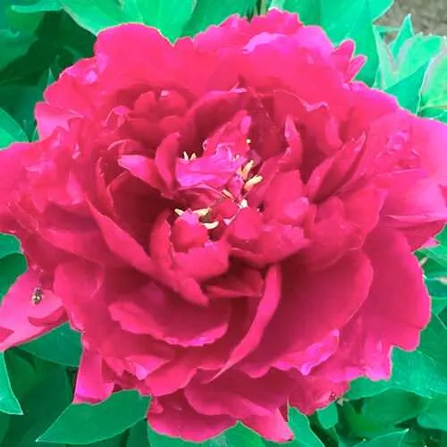 Пион ОСТРОВНОЙ МИНИСТР древовидный  Пион ОСТРОВНОЙ МИНИСТР древовидный в Твери