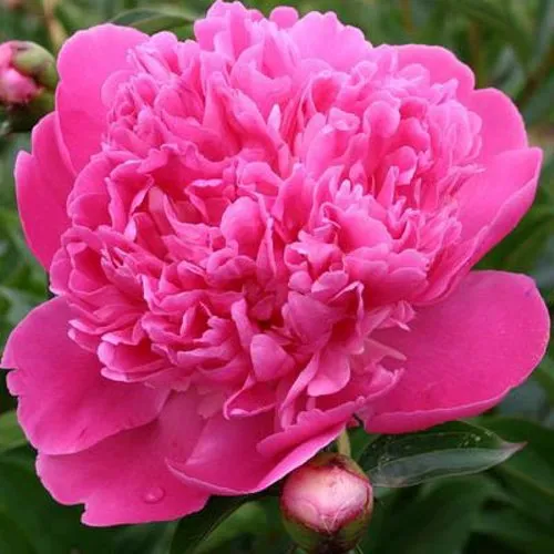 Пион ЭДУЛИС СУПЕРБА травянистый  Пион ЭДУЛИС СУПЕРБА травянистый в Твери