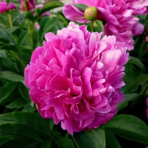 Пион ФЕЛИКС КРАУССЕ травянистый  Пион ФЕЛИКС КРАУССЕ травянистый в Твери