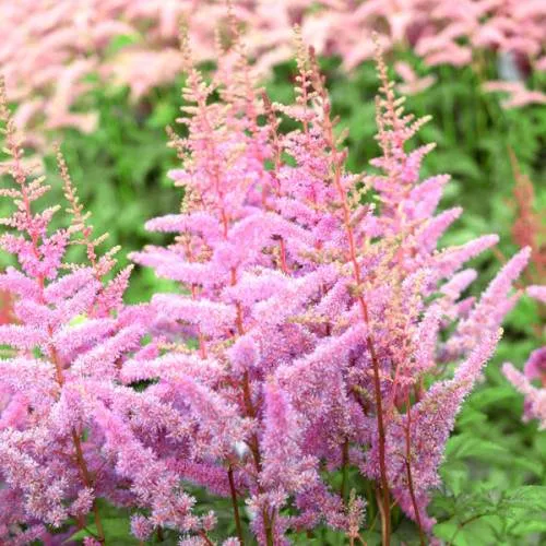 Астильба АМЕРИКА Арендса  Астильба АМЕРИКА Арендса в Твери