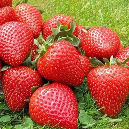 Клубника ЭЛИАНЕ  Клубника ЭЛИАНЕ в Твери