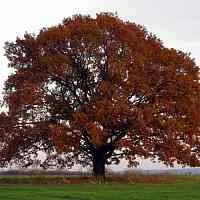 Дуб скальный  Дуб скальный в Твери