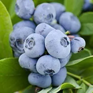 Ранние сорта в Твери