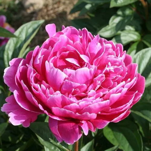 Пион СЕБАСТЬЯН МААС травянистый  Пион СЕБАСТЬЯН МААС травянистый в Твери