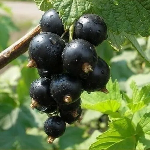 Смородина черная ПИГМЕЙ  Смородина черная ПИГМЕЙ в Твери