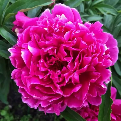 Пион КАРЛ РОЗЕНФЕЛЬД травянистый  Пион КАРЛ РОЗЕНФЕЛЬД травянистый в Твери