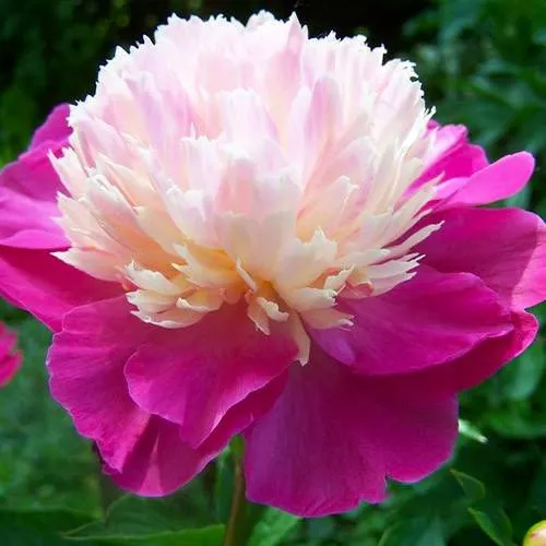 Пион ГЕЙ ПАРИ травянистый  Пион ГЕЙ ПАРИ травянистый в Твери