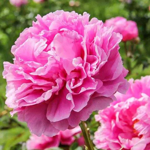 Пион АЛЕКСАНДР ФЛЕМИНГ травянистый  Пион АЛЕКСАНДР ФЛЕМИНГ травянистый в Твери