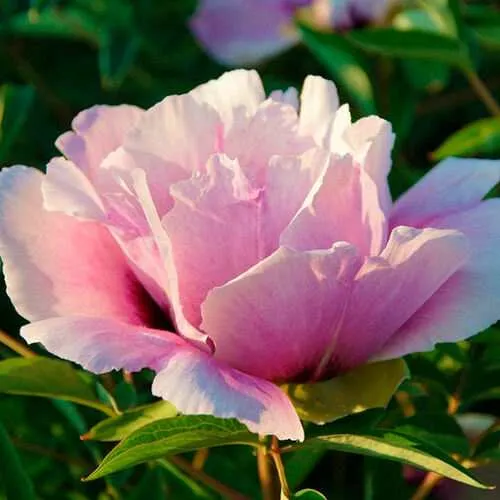 Пион ВРАТА ХРАМА древовидный   Пион ВРАТА ХРАМА древовидный  в Твери