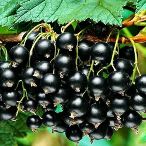 Смородина черная АТЛАНТ  Смородина черная АТЛАНТ в Твери