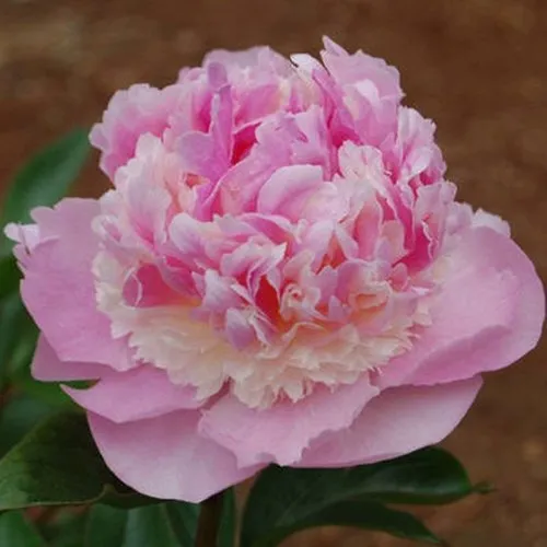 Пион ЭНДЖЕЛ ЧИКС травянистый  Пион ЭНДЖЕЛ ЧИКС травянистый в Твери