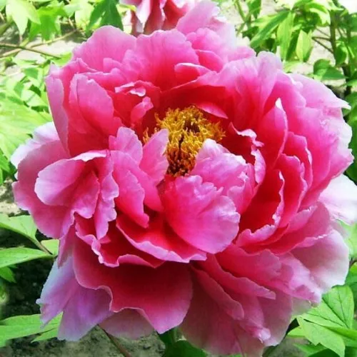 Пион ВОСХОД СОЛНЦА древовидный  Пион ВОСХОД СОЛНЦА древовидный в Твери