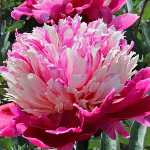 Пион ДЕЙДРИМ травянистый  Пион ДЕЙДРИМ травянистый в Твери