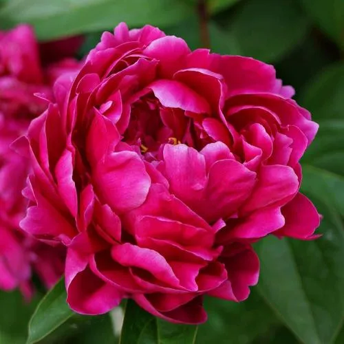 Пион ЛУИ ВАН-ГУТТ травянистый  Пион ЛУИ ВАН-ГУТТ травянистый в Твери