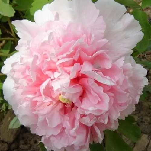 Пион БУКЕТ РОЗОВЫХ ГВОЗДИК древовидный  Пион БУКЕТ РОЗОВЫХ ГВОЗДИК древовидный в Твери