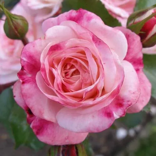 Саженцы роз РОЗЕНШТАДТ ФРАЙЗИНГ шраб  Саженцы роз РОЗЕНШТАДТ ФРАЙЗИНГ шраб в Твери