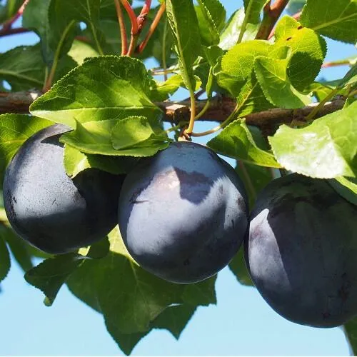 Слива ВОЛАТ  Слива ВОЛАТ в Твери