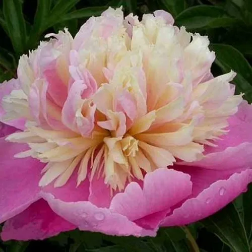 Пион ВЕСЕННЯЯ ПАЛИТРА травянистый  Пион ВЕСЕННЯЯ ПАЛИТРА травянистый в Твери