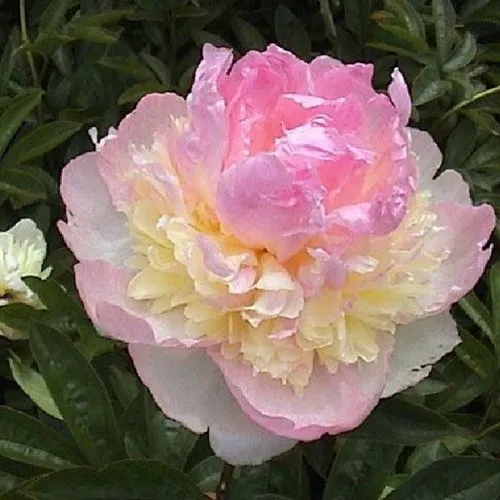 Пион РАСБЕРРИ САНДЕЙ травянистый  Пион РАСБЕРРИ САНДЕЙ травянистый в Твери